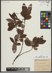 Foto von Salix appendiculata Vill.